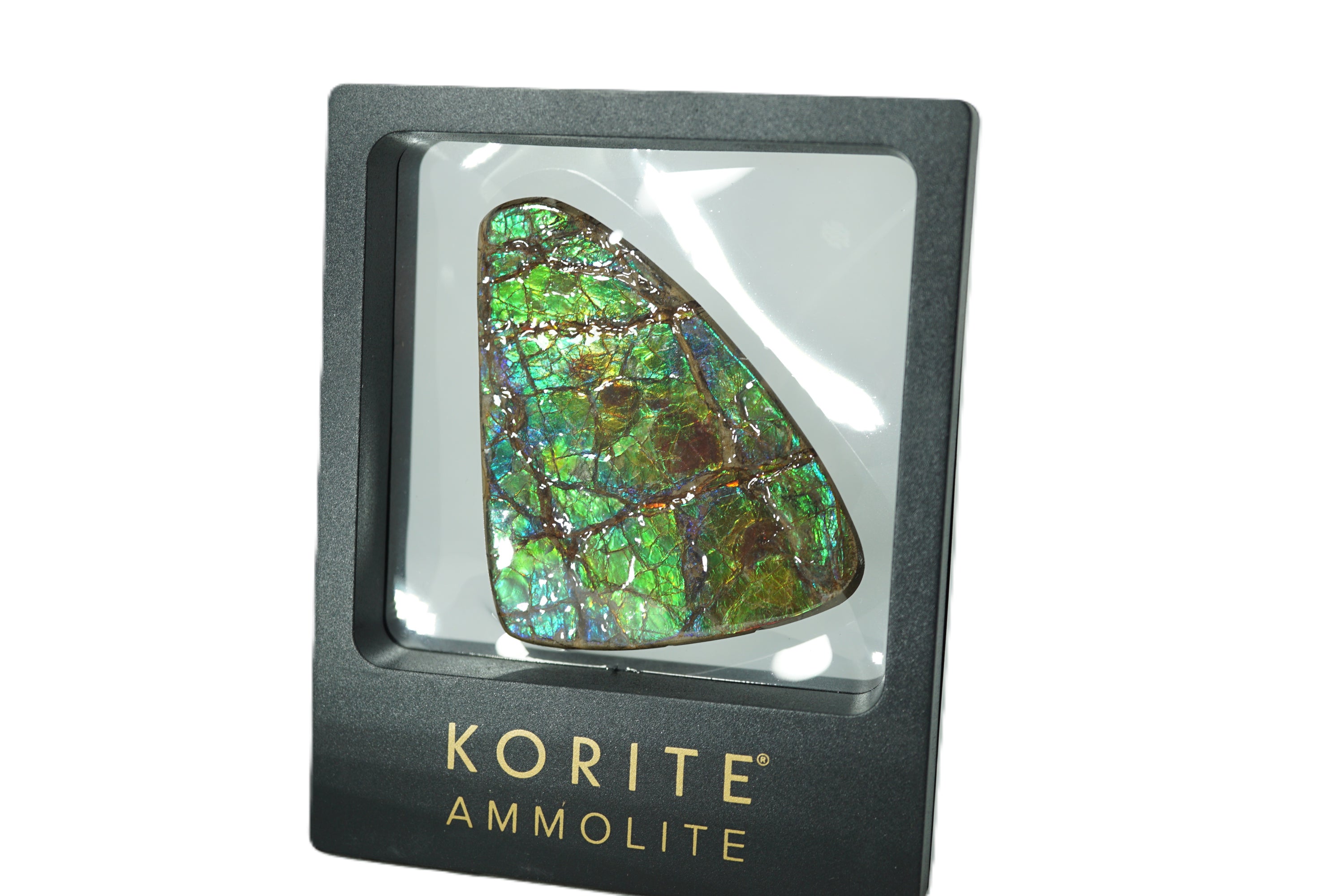 Ammolite