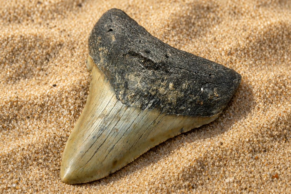 Fossil Shark Tooth Megalodon