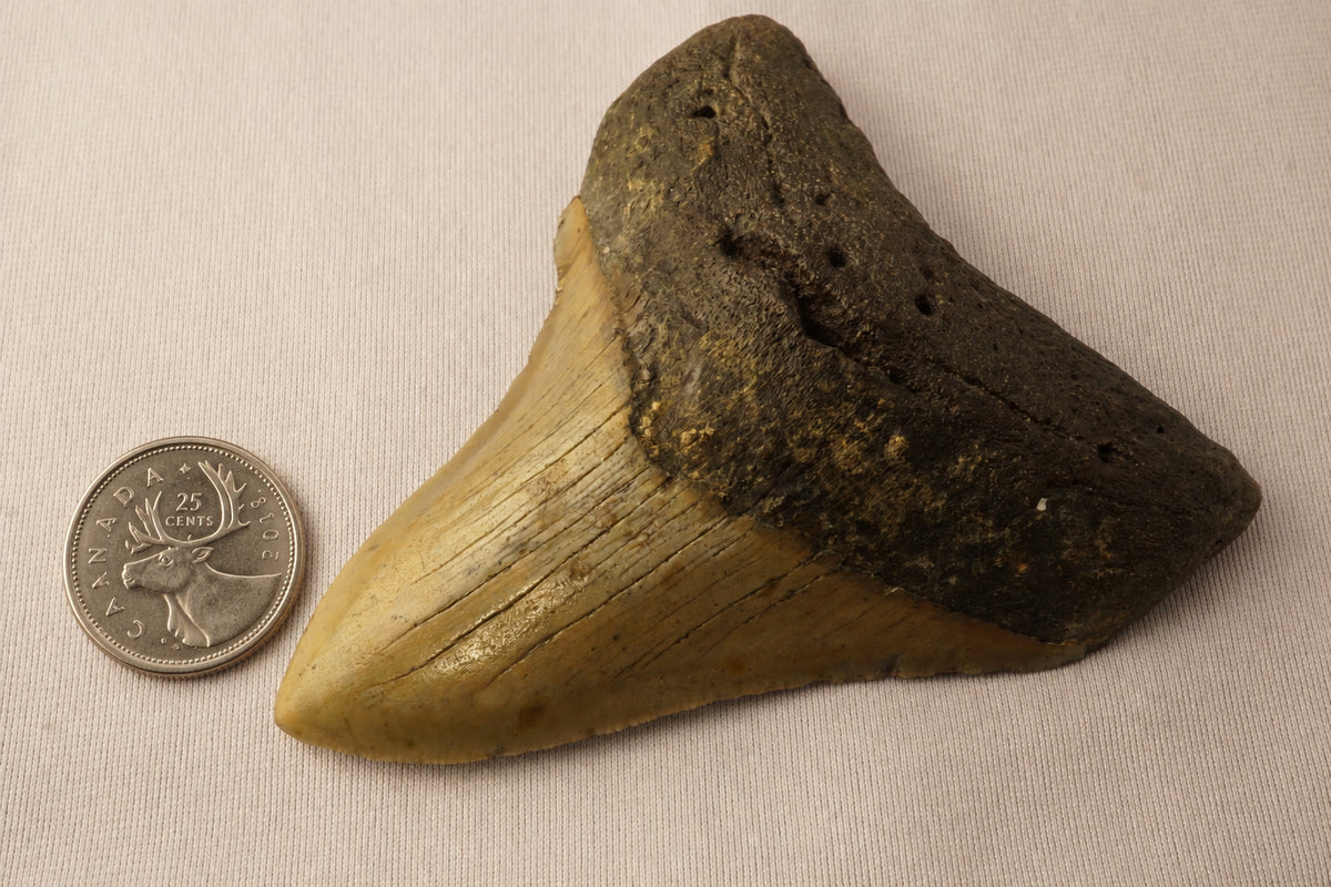 Fossil Shark Tooth Megalodon