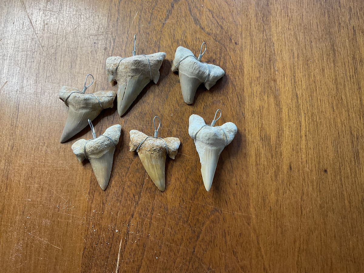 Shark Tooth Pendant
