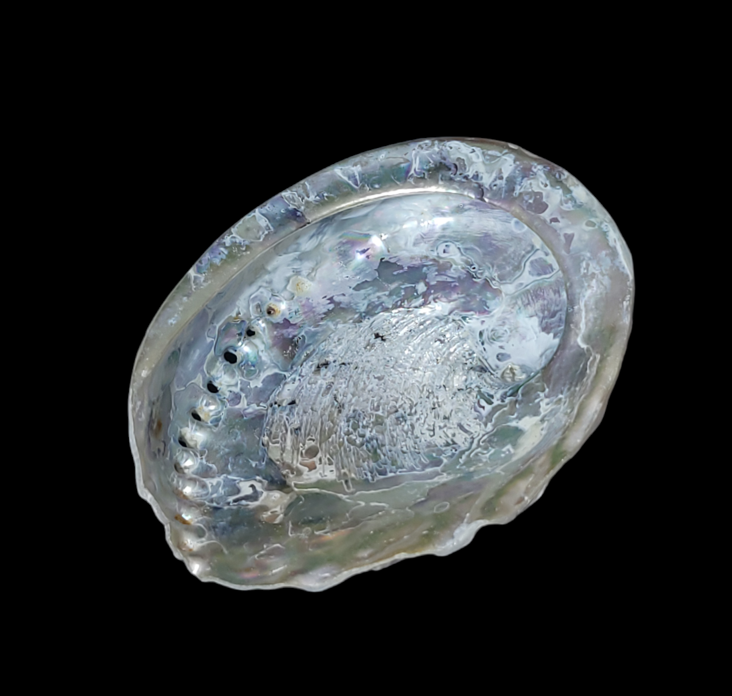 Abalone Smudging shell – Lakeside Gems Inc.