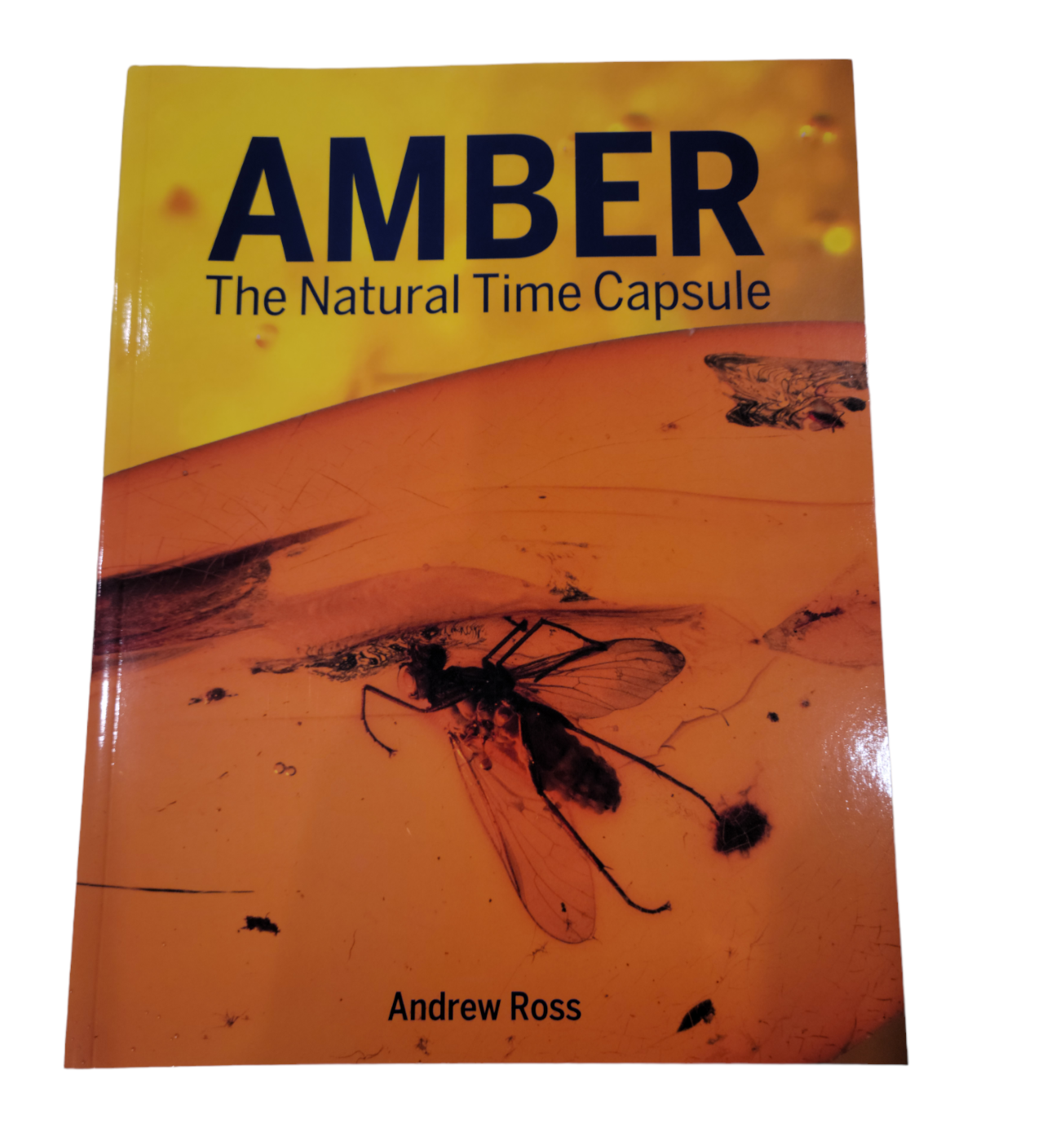 Amber the Natural Time Capsule