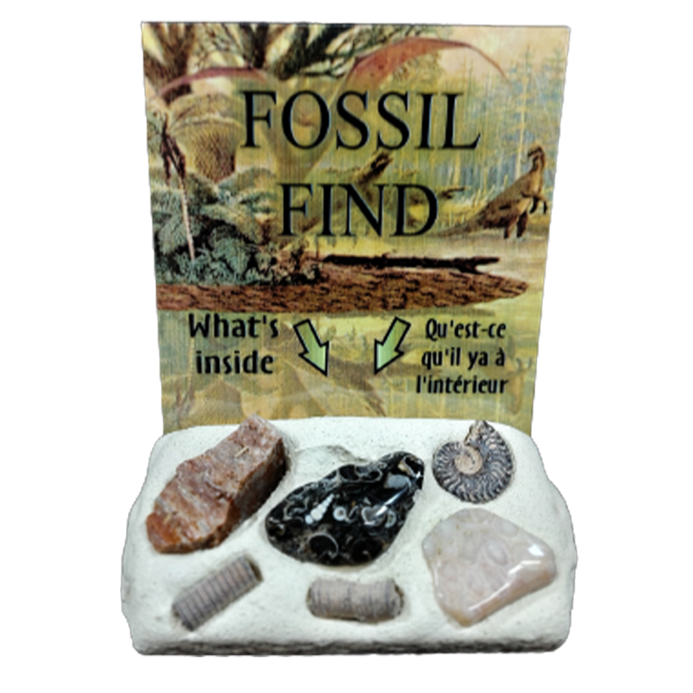 Fossil Find Dig it Out